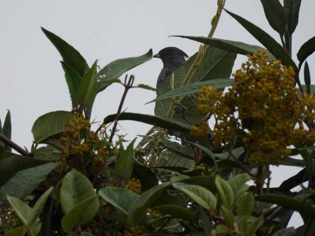 Red-crested Cotinga - ML643425643