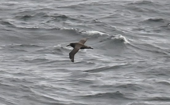 Black-footed Albatross - ML643425644