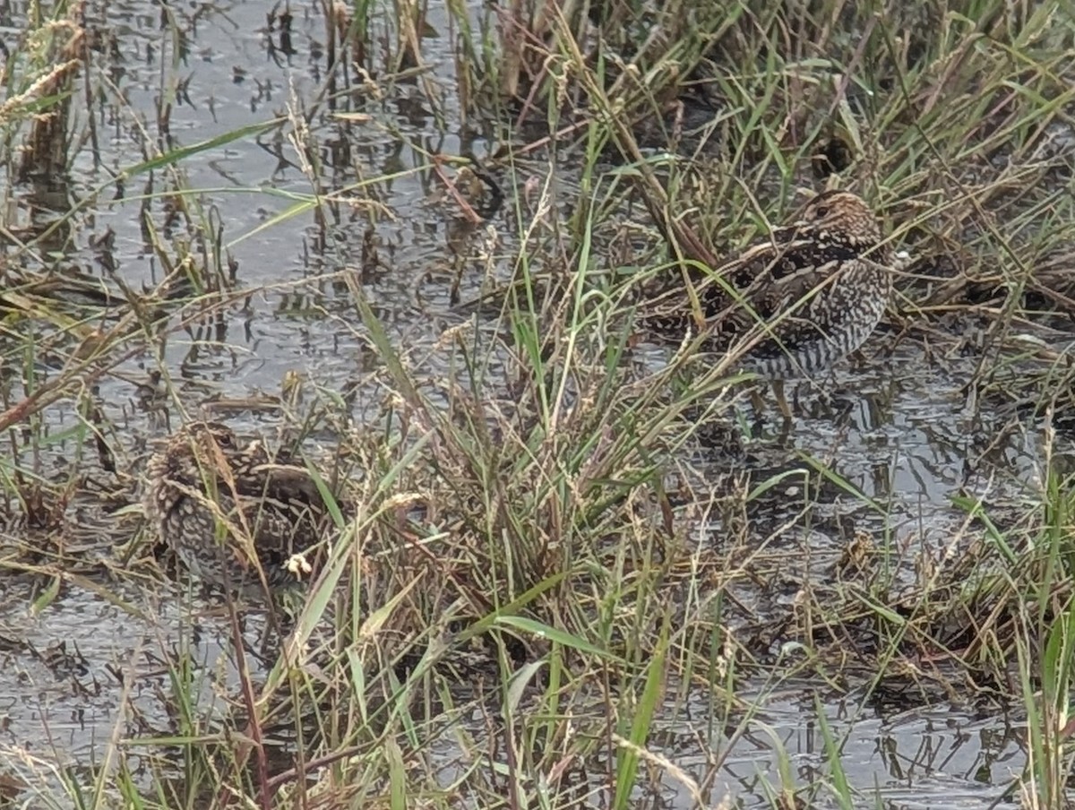 Wilson's Snipe - ML643425659