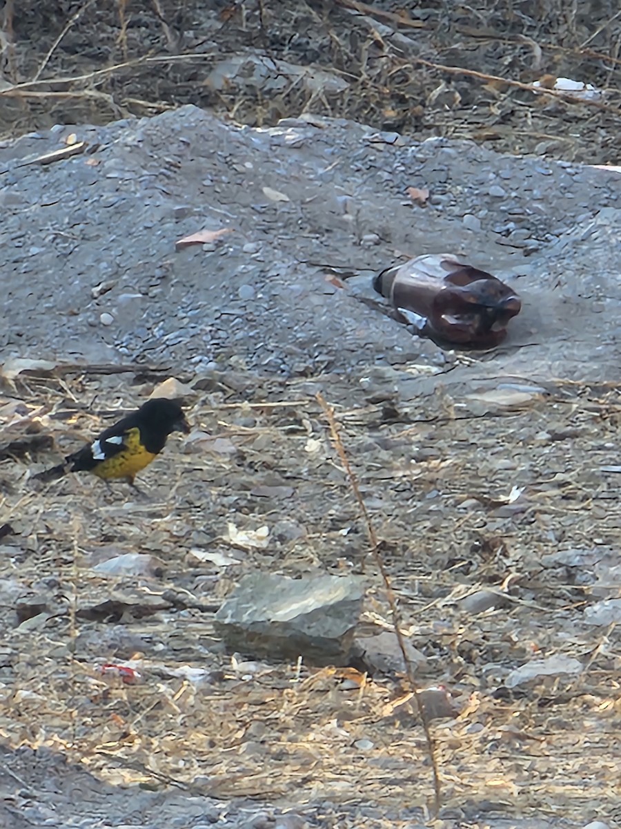 Black-backed Grosbeak - ML643425662