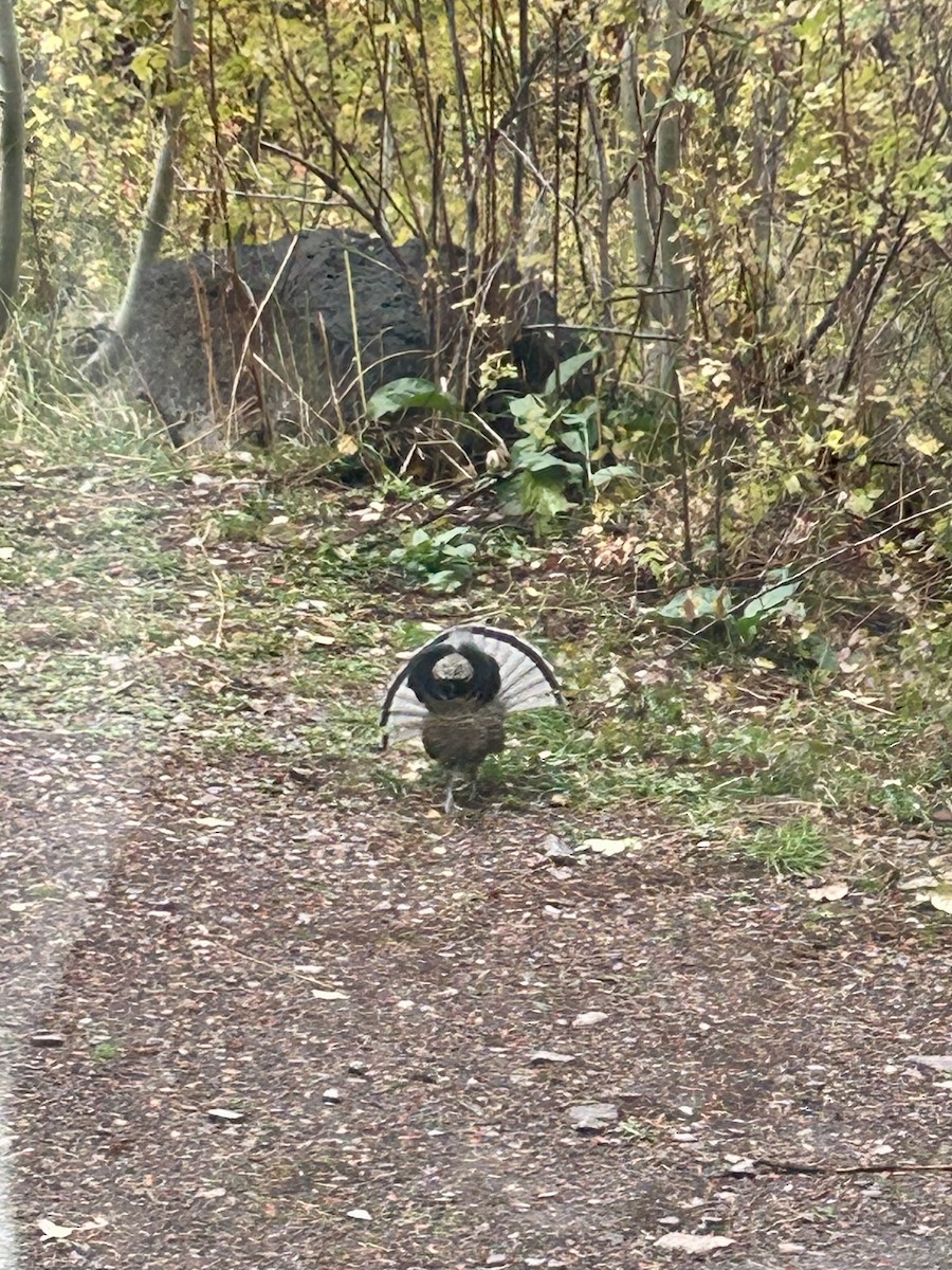 Ruffed Grouse - ML643425663