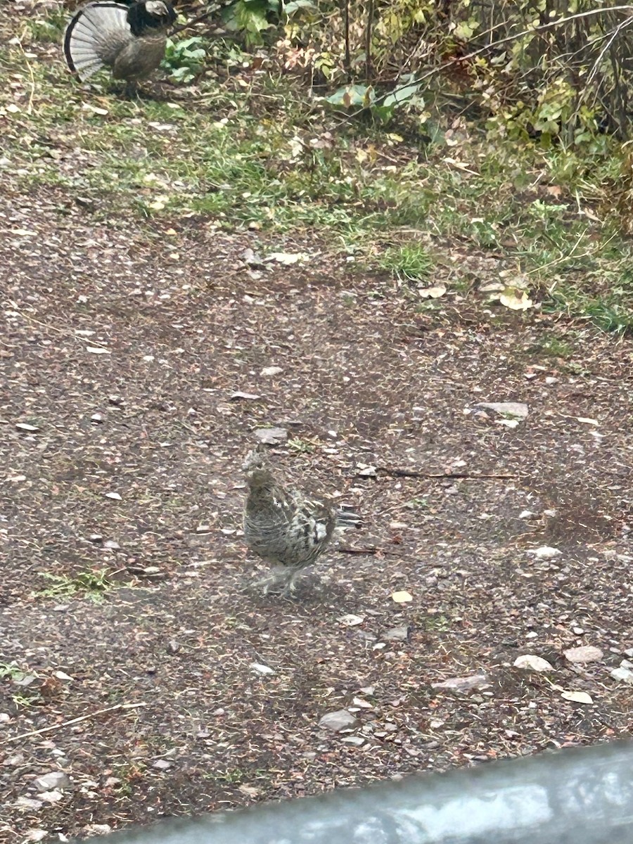 Ruffed Grouse - ML643425664