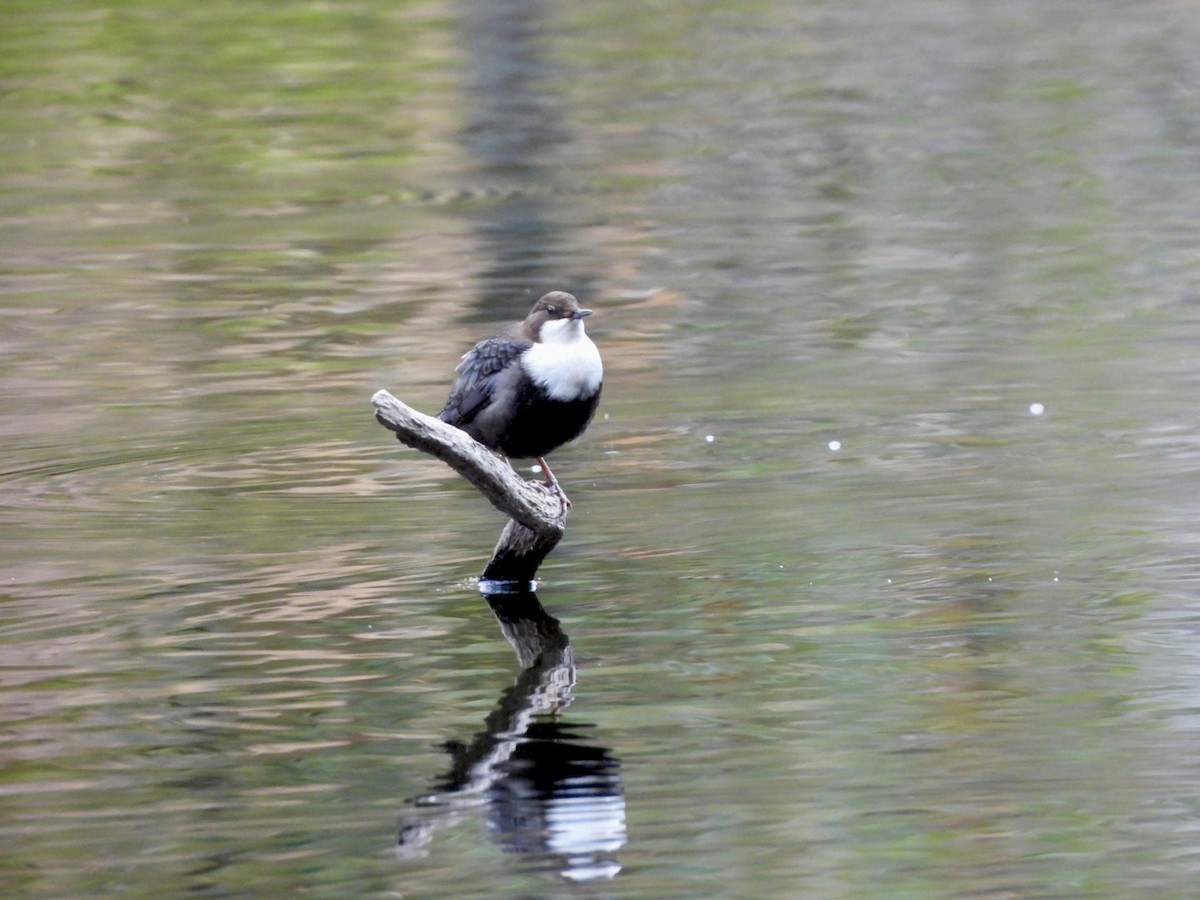 White-throated Dipper - ML643425698