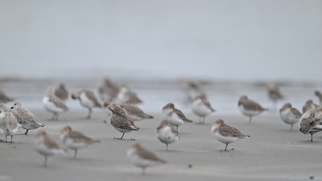 Bécasseau variable - ML643425702