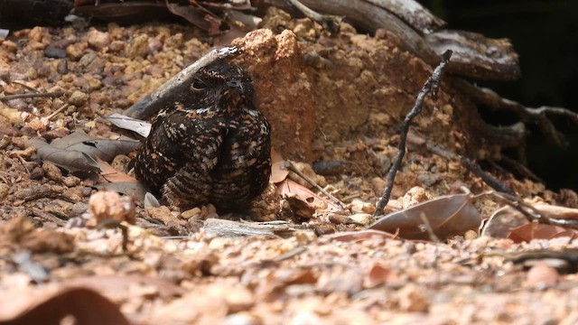 Blackish Nightjar - ML643425740