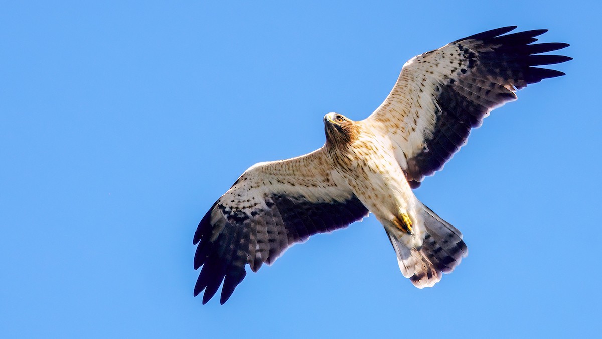 Booted Eagle - ML643425752