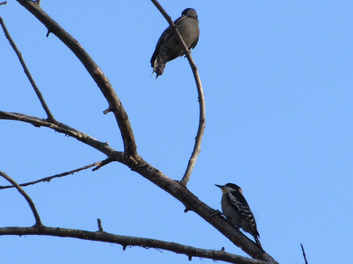 White-fronted Woodpecker - ML643425754
