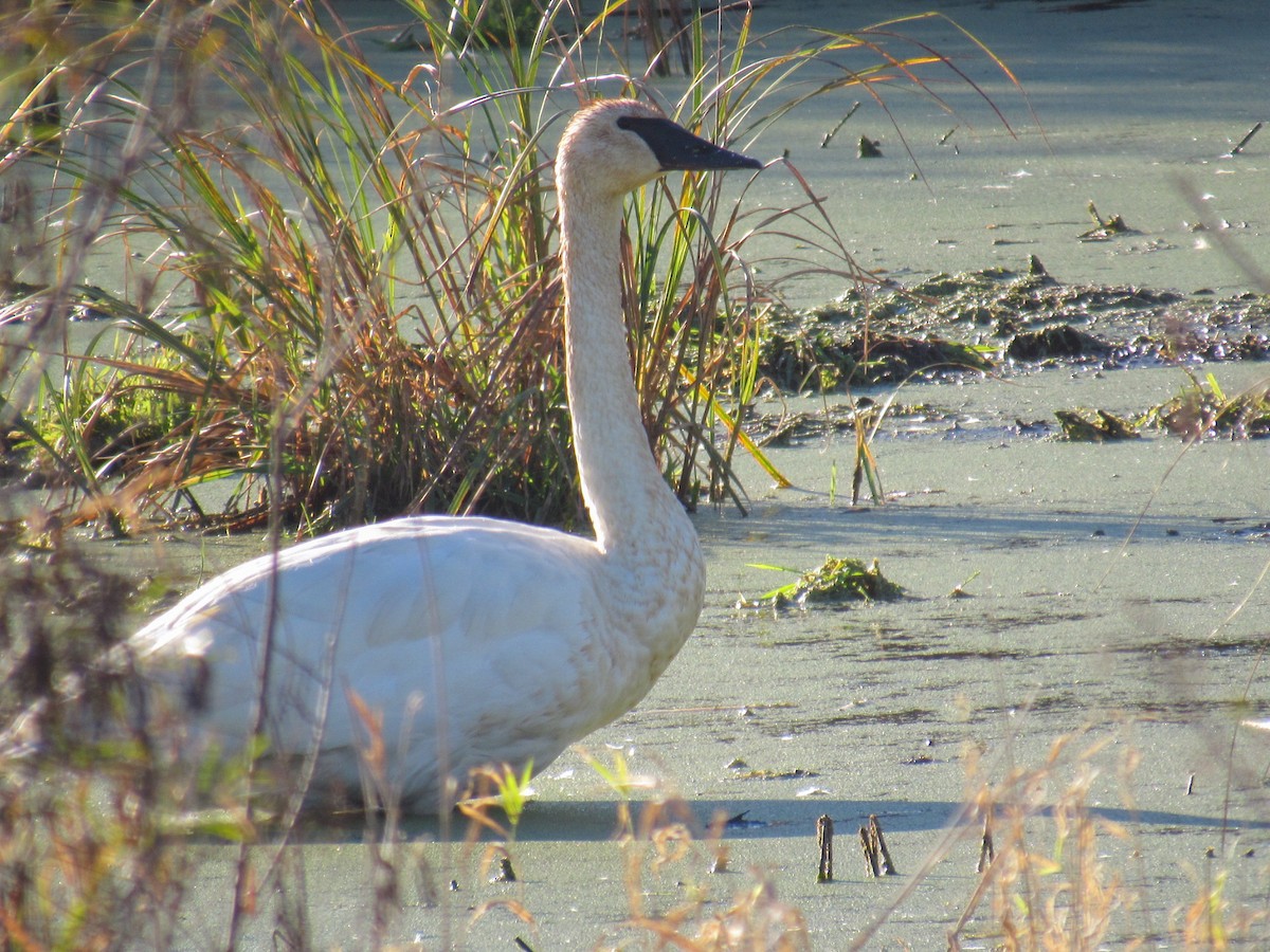 Trumpeter Swan - ML643425760