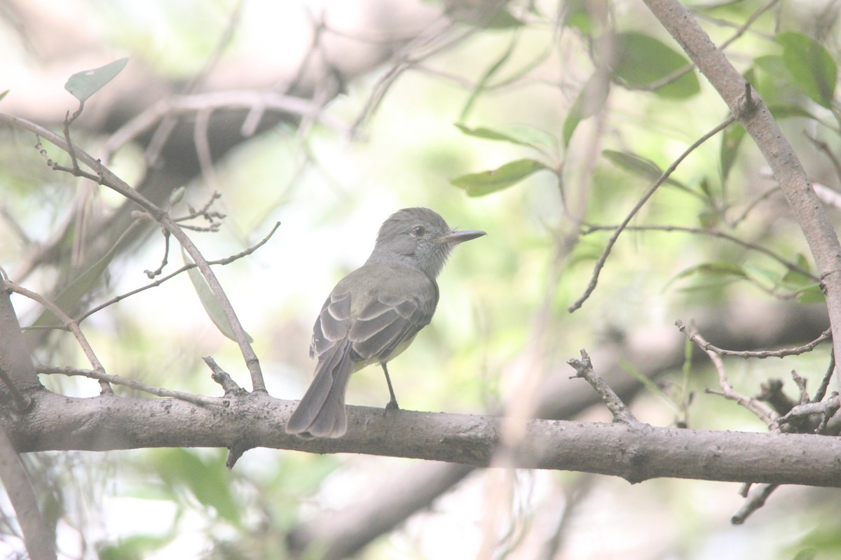 Panama Flycatcher - ML643425762