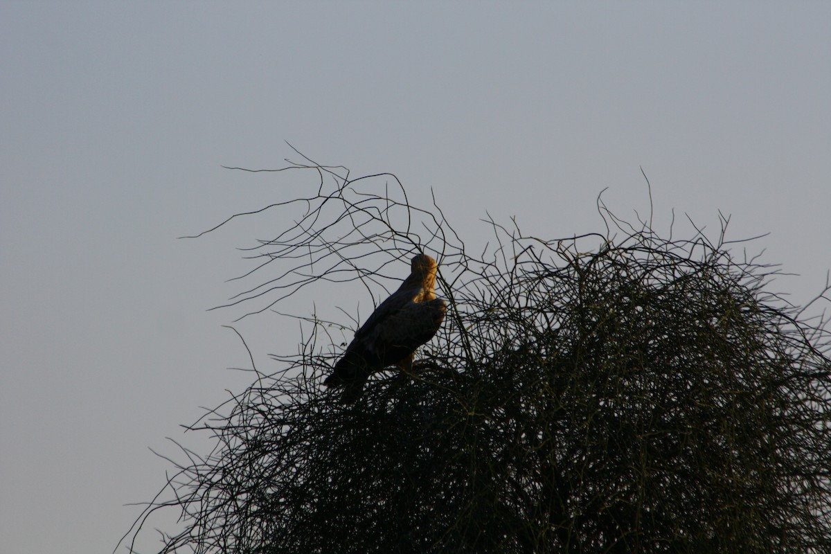 Tawny Eagle - ML643425764