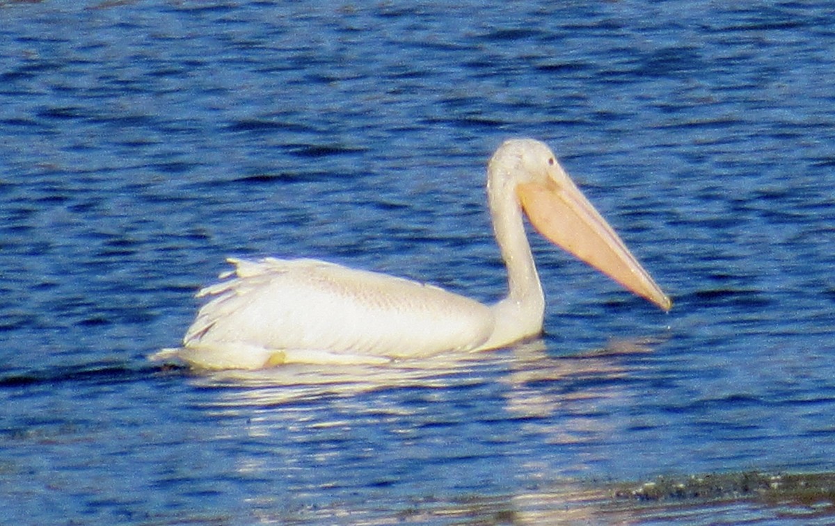 American White Pelican - ML643425767