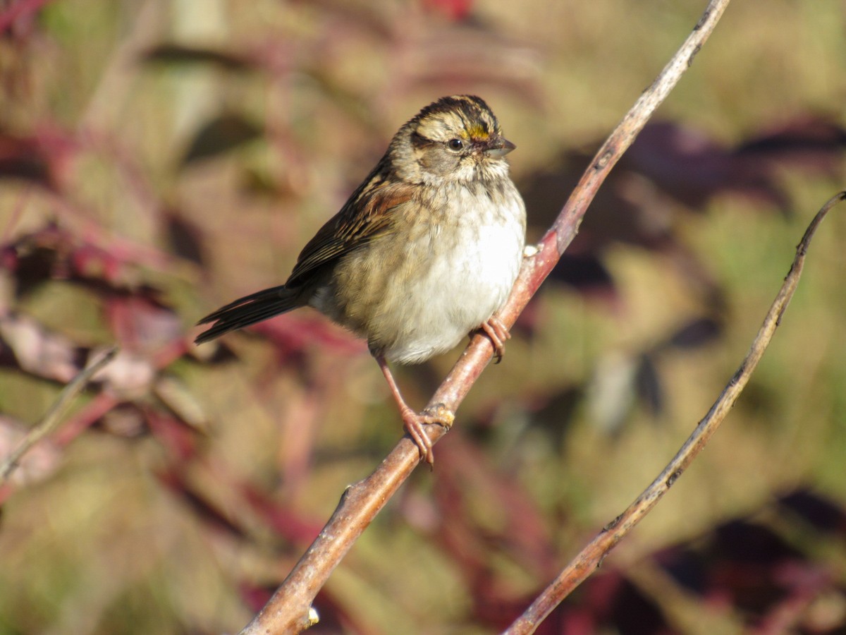White-throated Sparrow - ML643425785