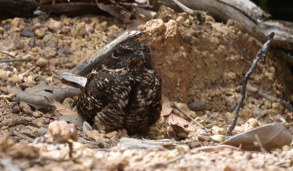 sotnattravn - ML643425812