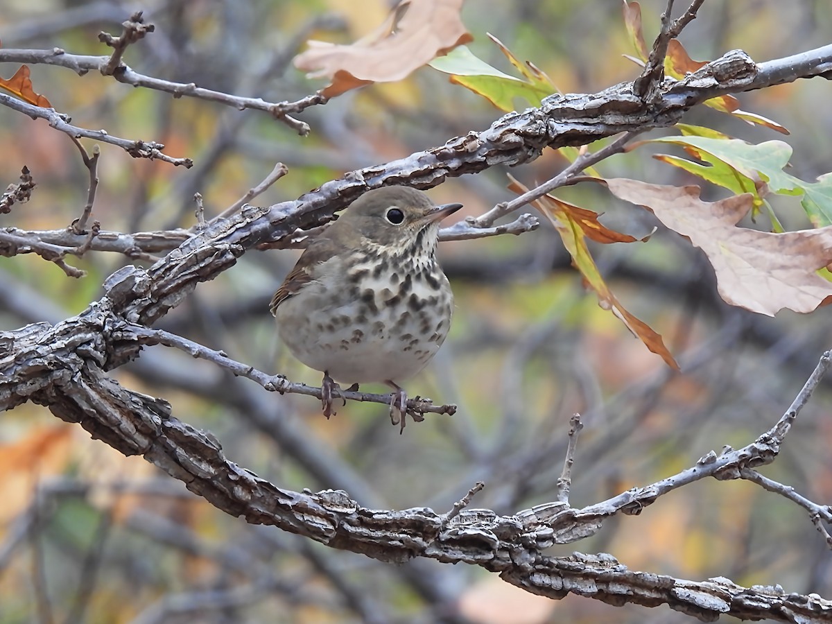 Hermit Thrush - ML643425850