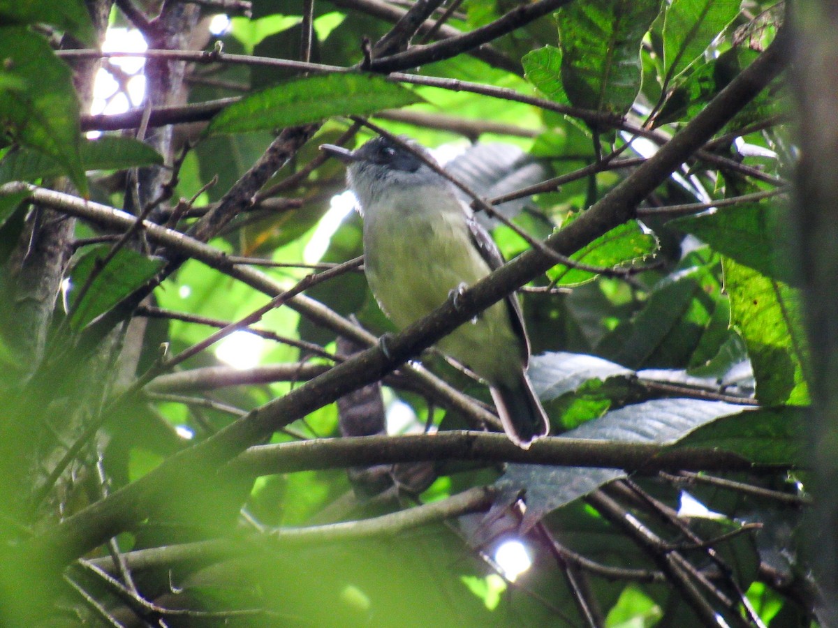 Olivgrau-Ameisenvogel - ML643425858