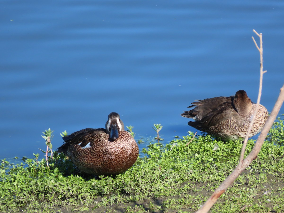 Blue-winged Teal - ML643425886