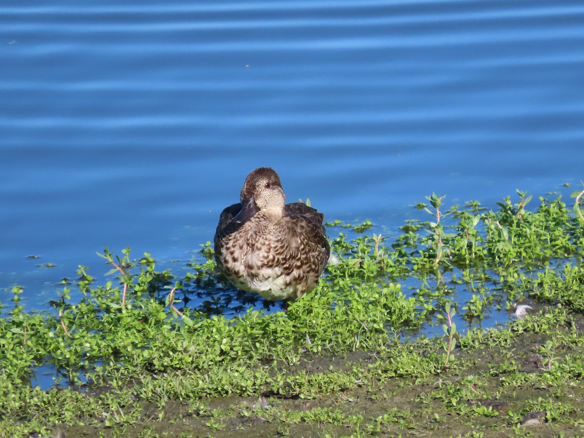 Blue-winged Teal - ML643425894