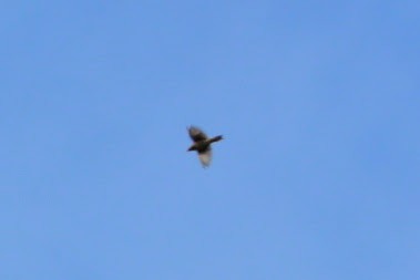 Chimney Swift - ML643425905