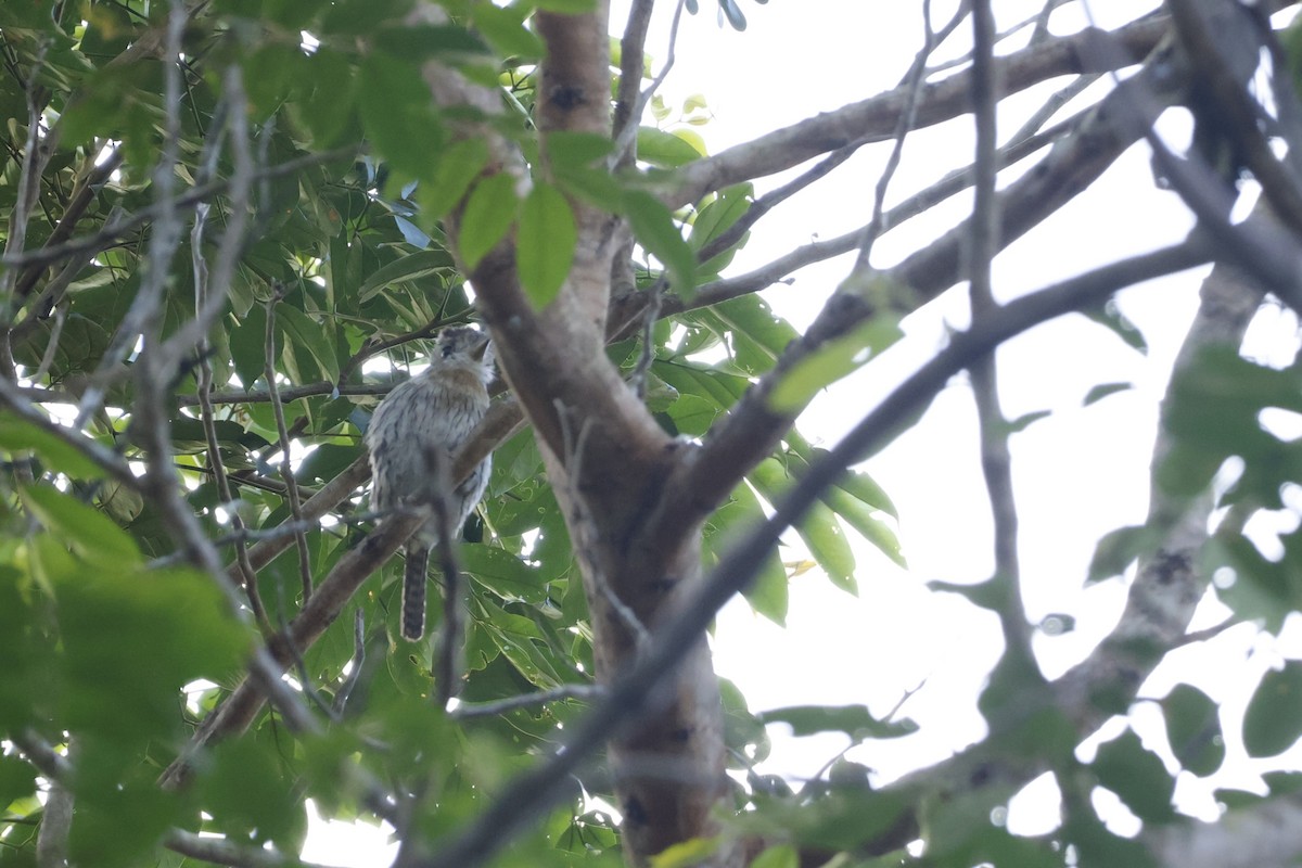 Western Striolated-Puffbird - ML643425906