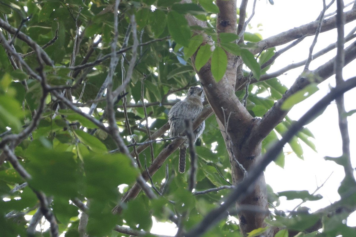 Western Striolated-Puffbird - ML643425907