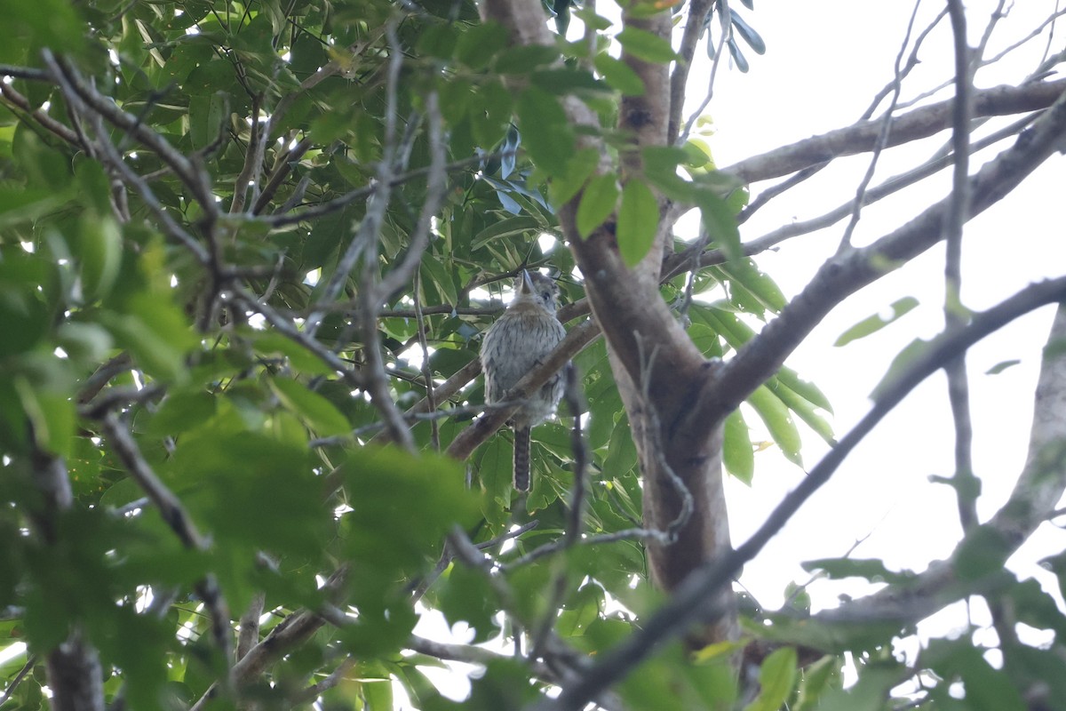 Western Striolated-Puffbird - ML643425908
