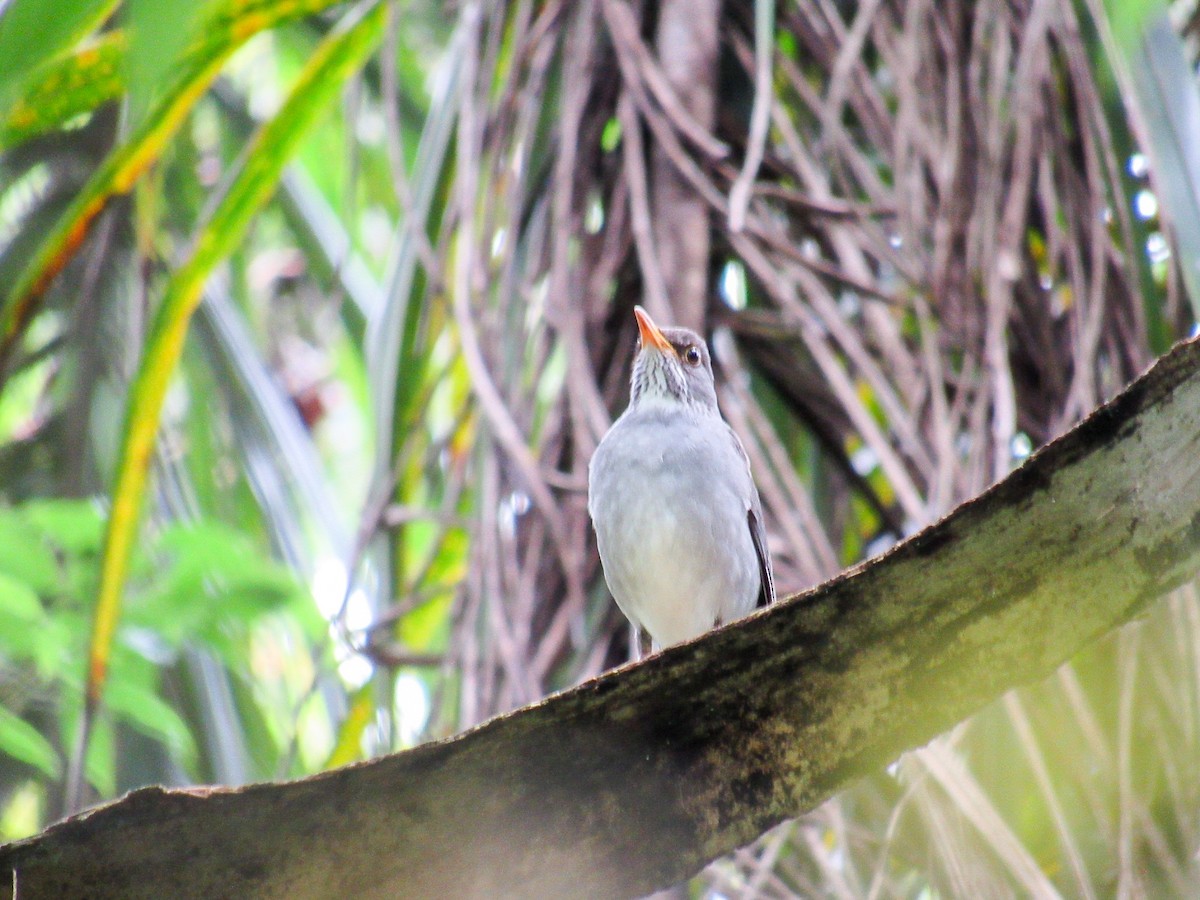 Blacksmith Thrush - ML643425912