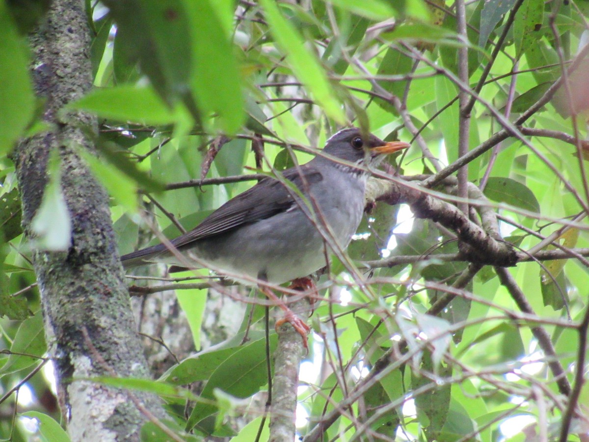 Blacksmith Thrush - ML643425913