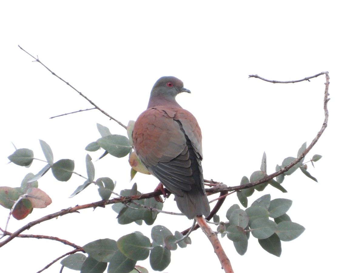 Pale-vented Pigeon - ML643425915