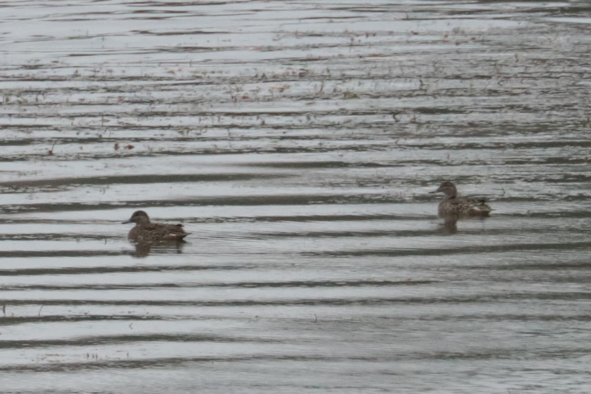 Gadwall - ML643425918