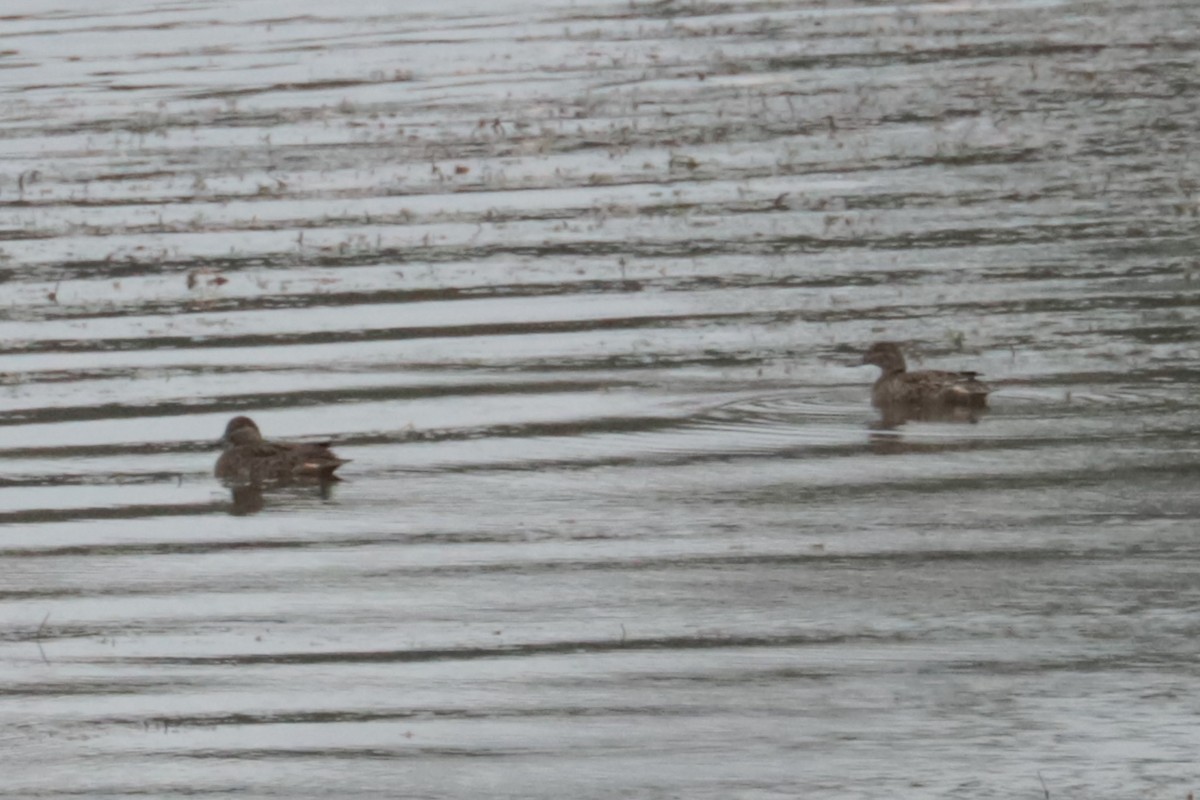 Gadwall - ML643425919