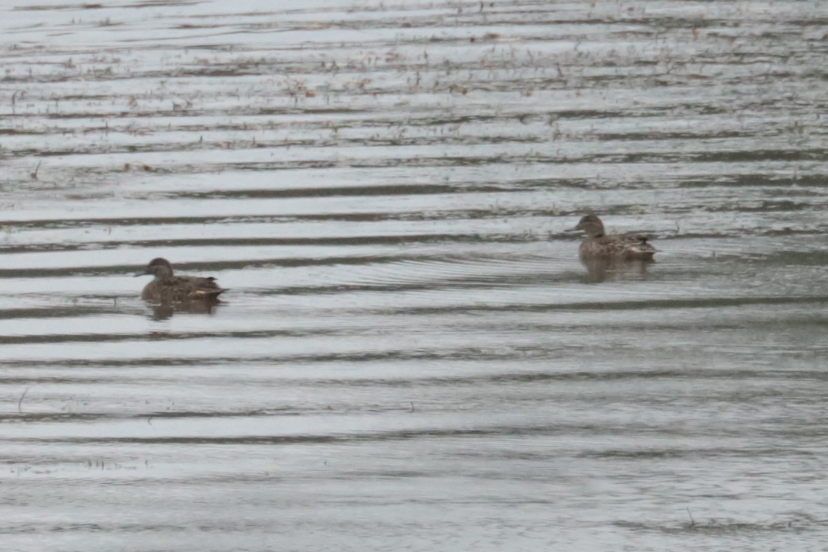 Gadwall - ML643425920