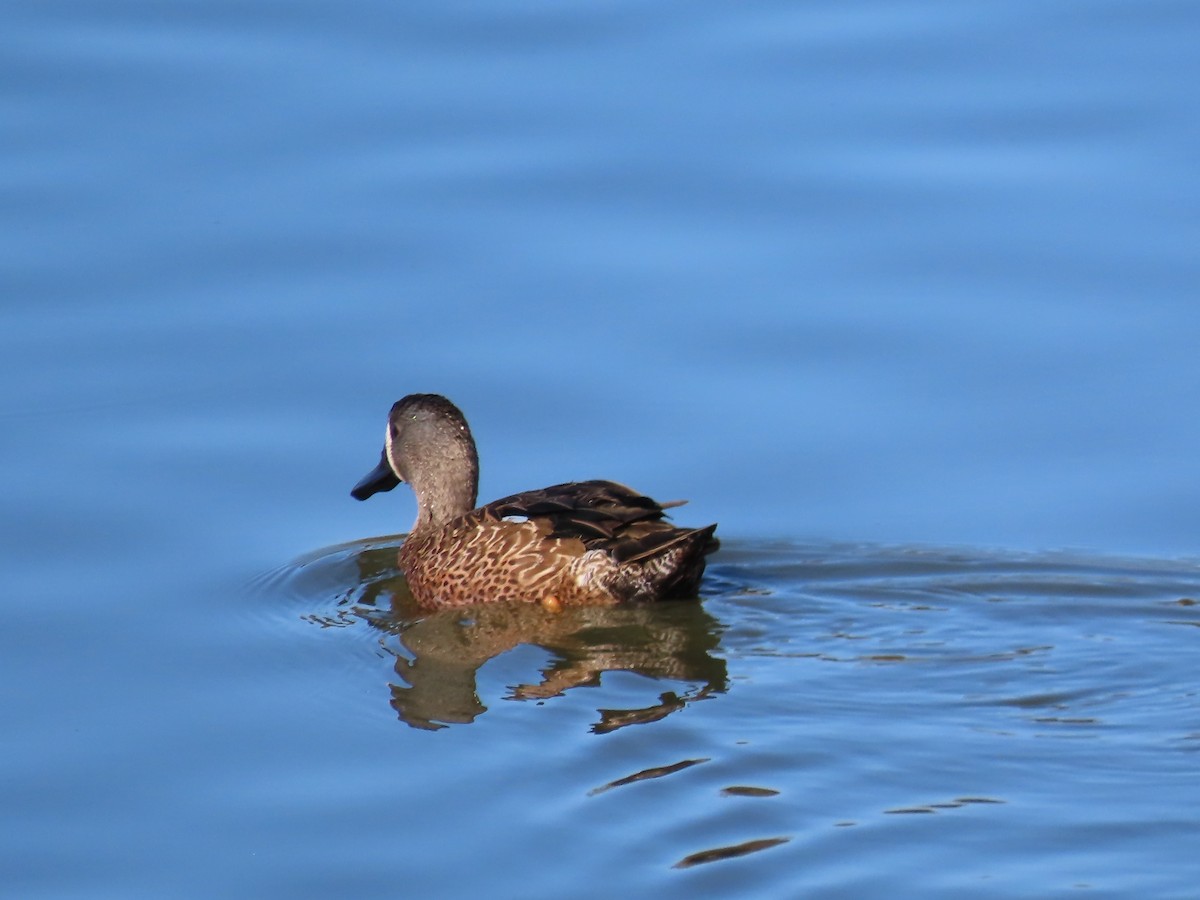 Blue-winged Teal - ML643425923