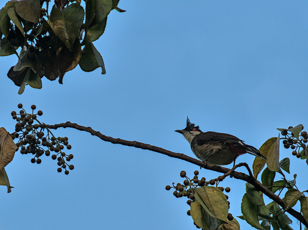 Red-whiskered Bulbul - ML643425939