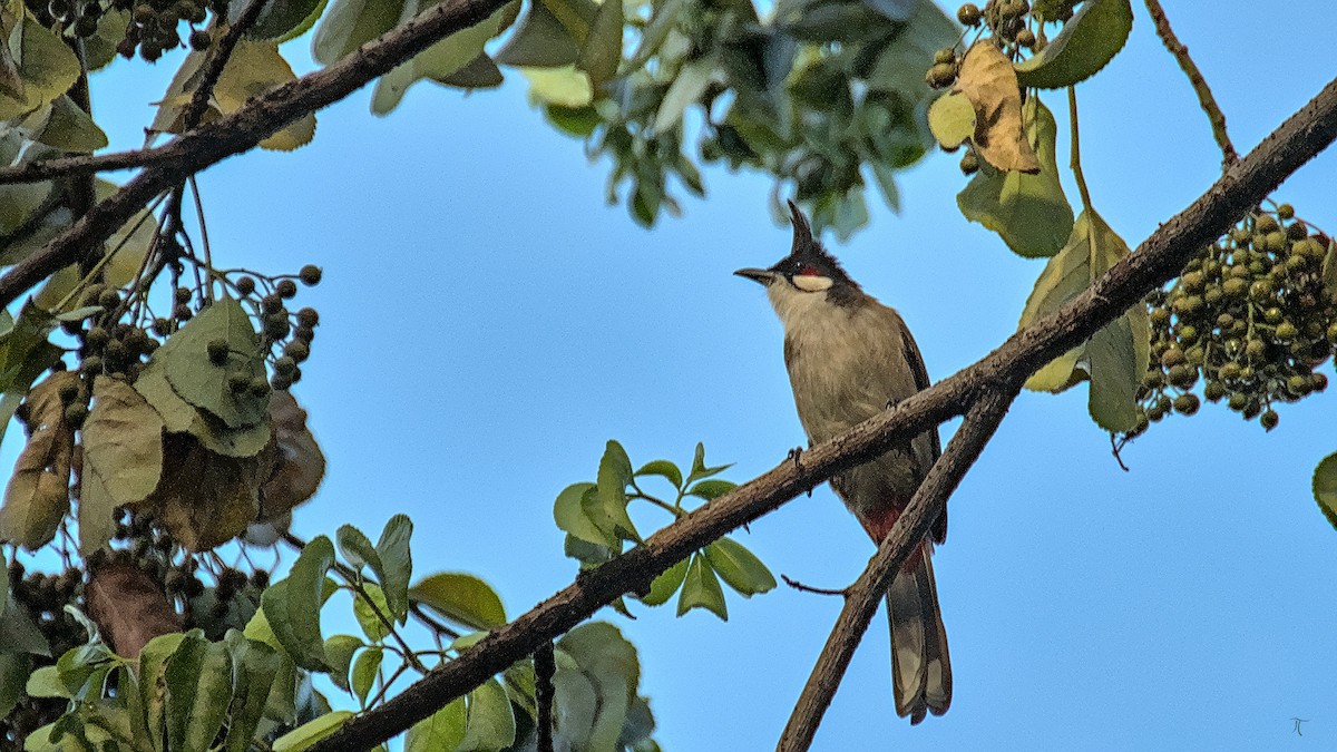 Red-whiskered Bulbul - ML643425940