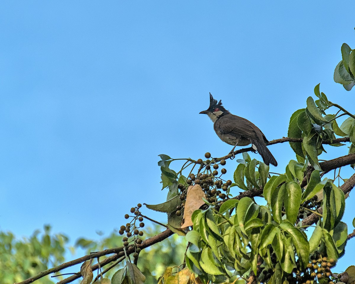 Red-whiskered Bulbul - ML643425942