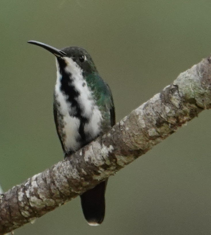 Black-throated Mango - ML643425979
