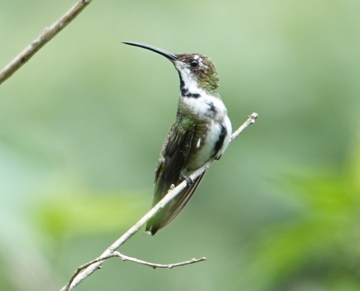 Black-throated Mango - ML643425980