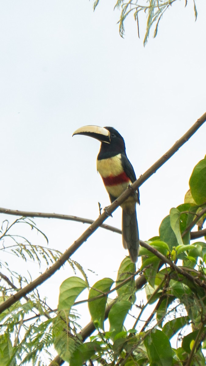 arassari černokrký - ML643425995