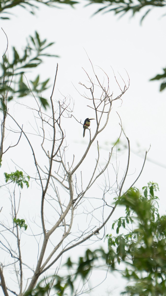 arassari černokrký - ML643425996