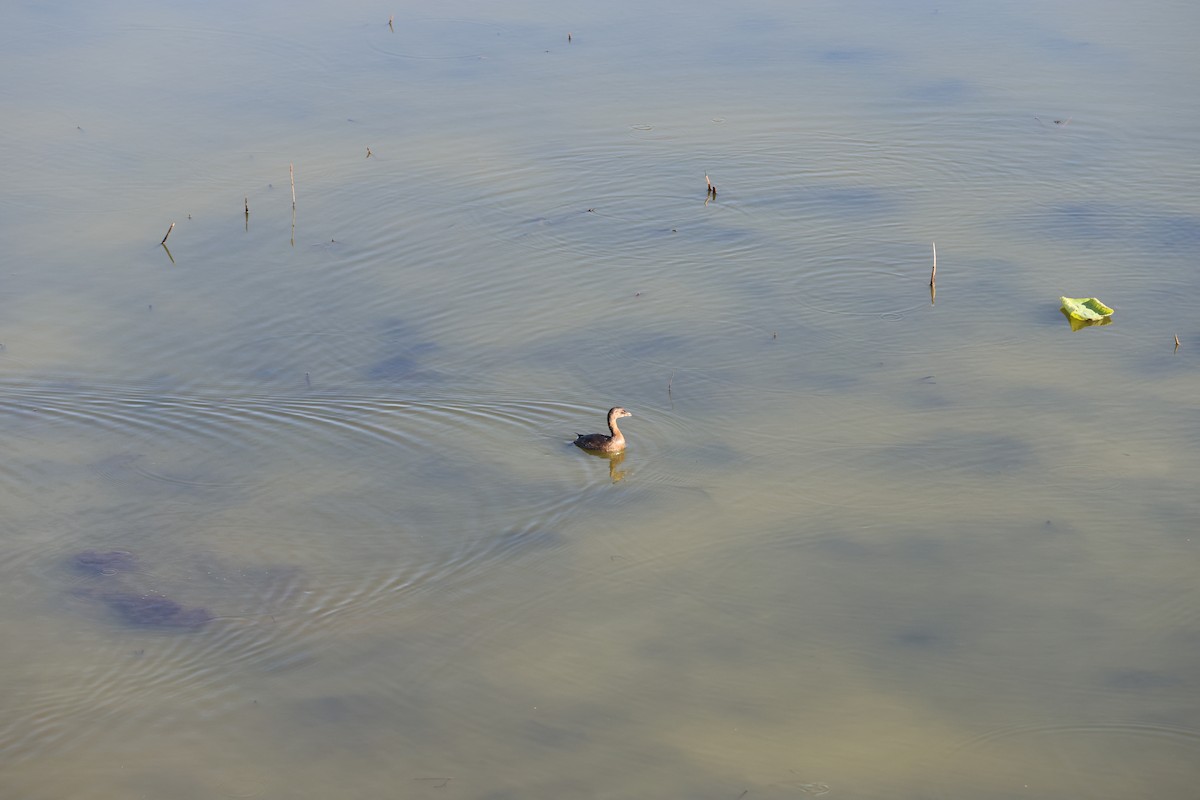 Pied-billed Grebe - ML643426012