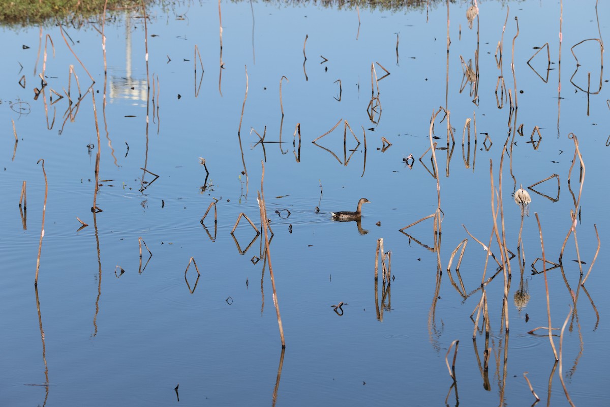 Pied-billed Grebe - ML643426014
