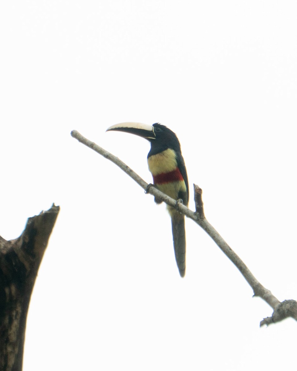 arassari černokrký - ML643426017