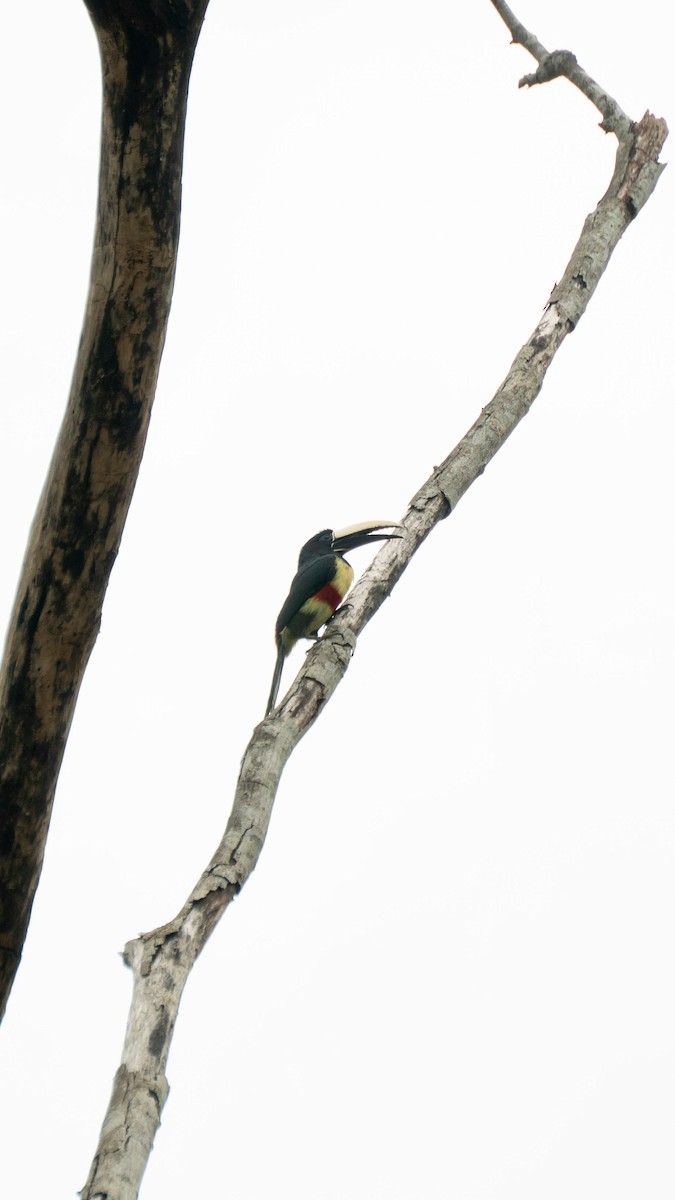 arassari černokrký - ML643426018