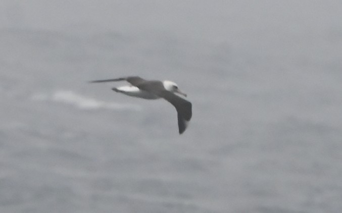 Laysanalbatros - ML643426020