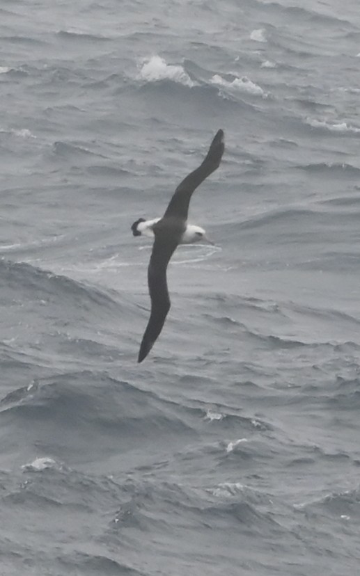 Laysanalbatros - ML643426021