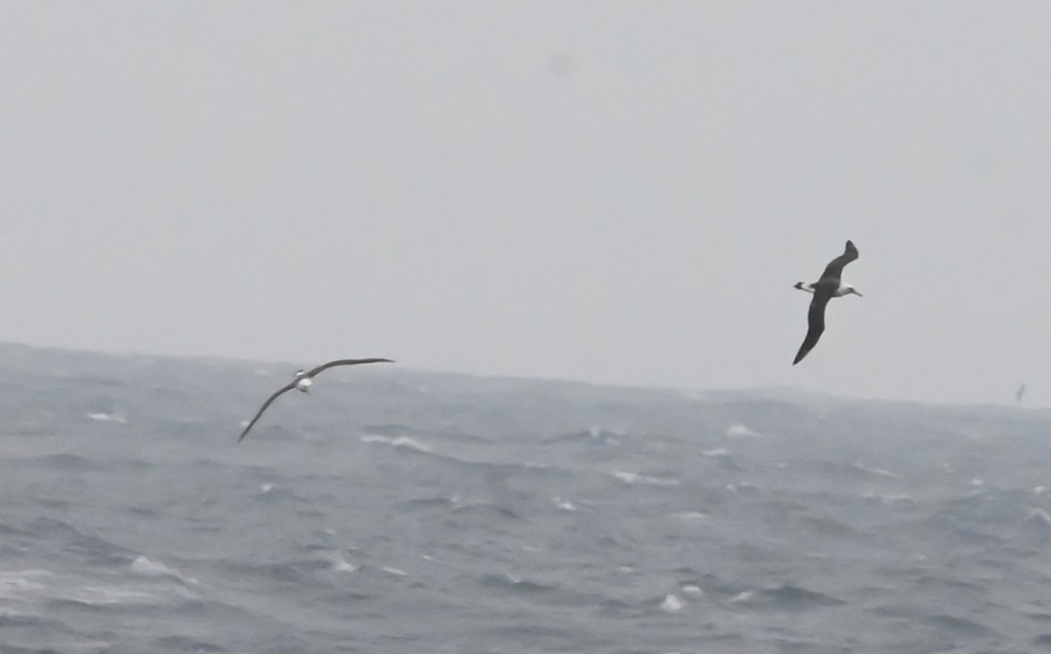 Laysanalbatros - ML643426022