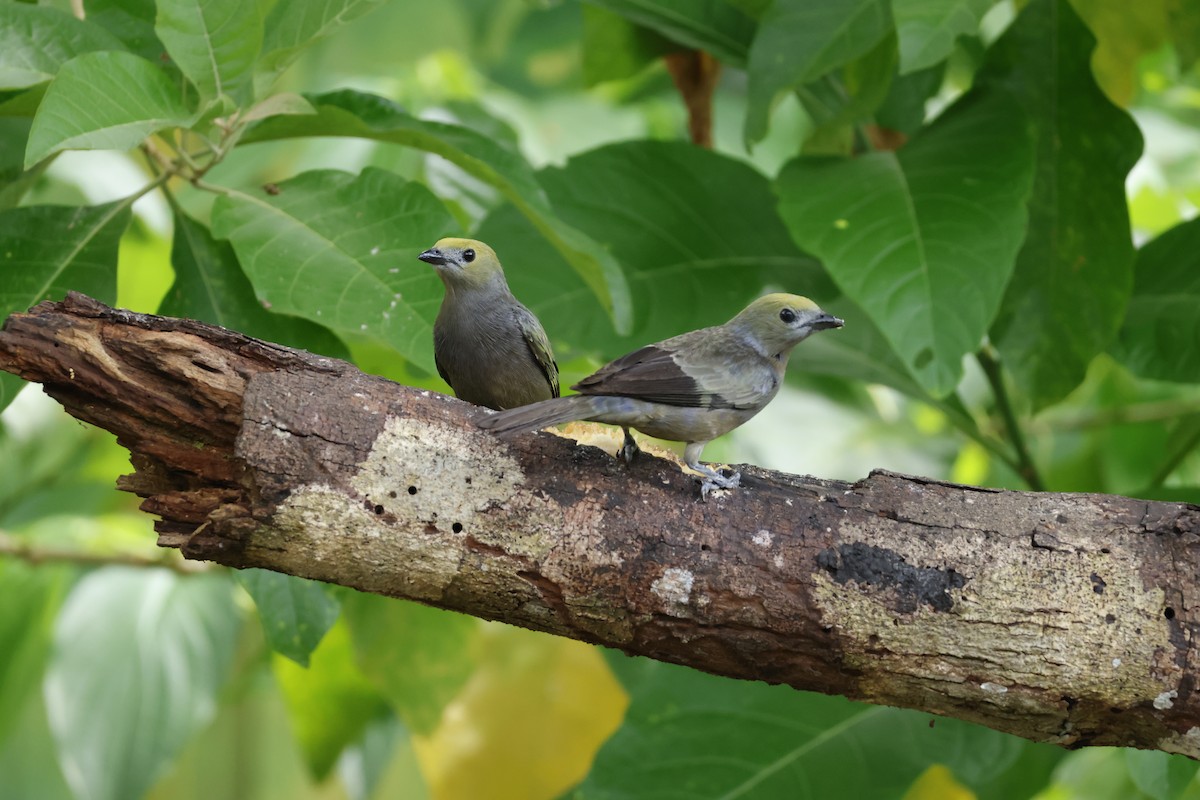 Palm Tanager - ML643426039