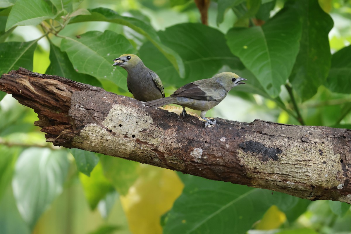 Palm Tanager - ML643426040