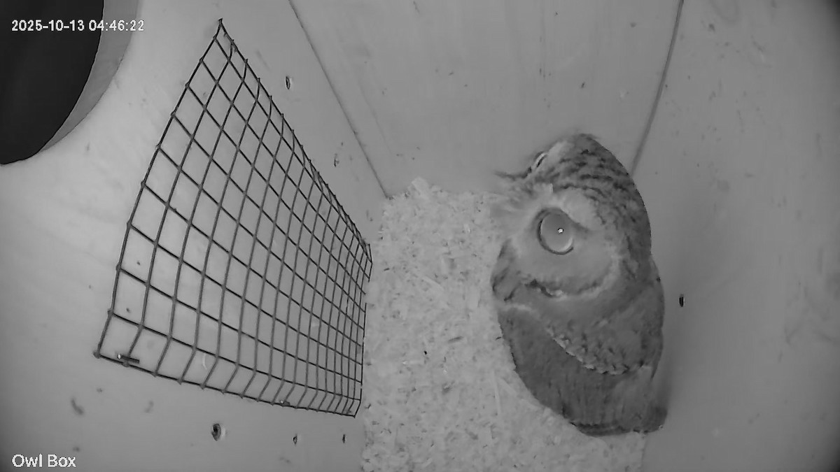 Eastern Screech-Owl - ML643426042