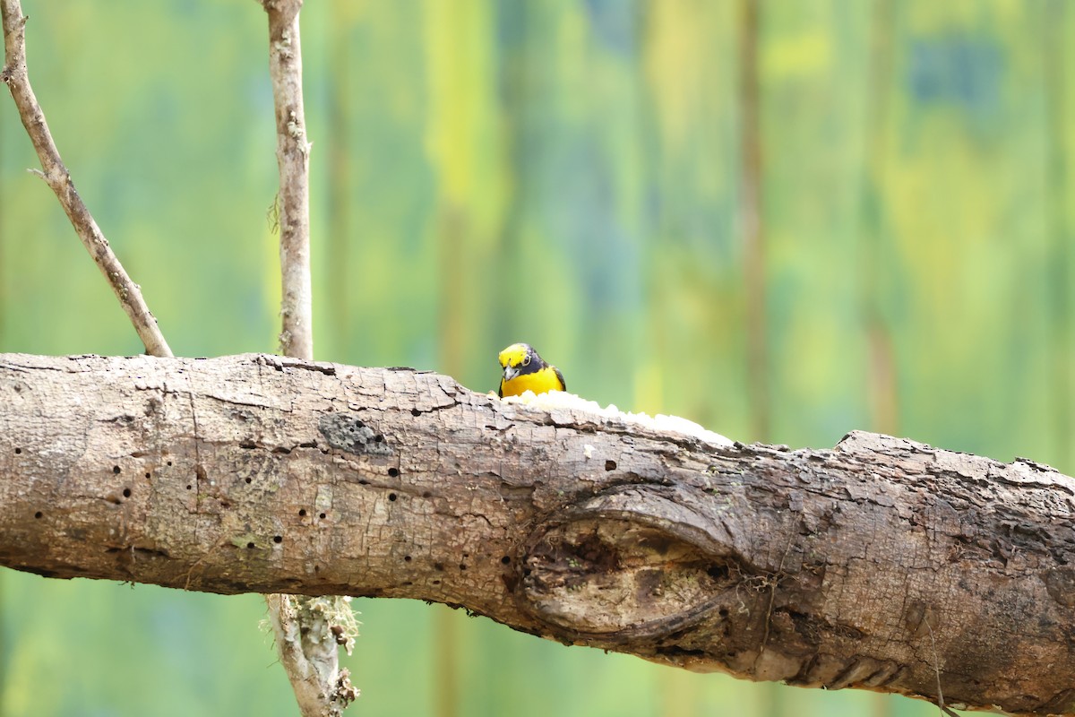 Thick-billed Euphonia (Black-tailed) - ML643426045